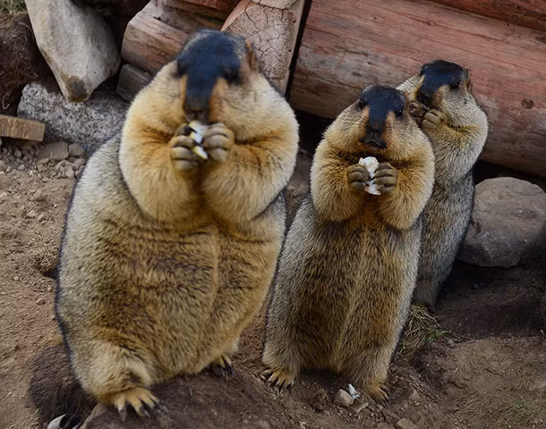 Ba con macmôt chụp ảnh trong khi đang ăn ngon lành tại khu vực Cuopugou ở tỉnh Tứ Xuyên, Trung Quốc