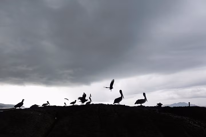 Chim kền kền và bồ nông đậu trên bãi đá cạnh bờ biển ở Veracruz, Panama.