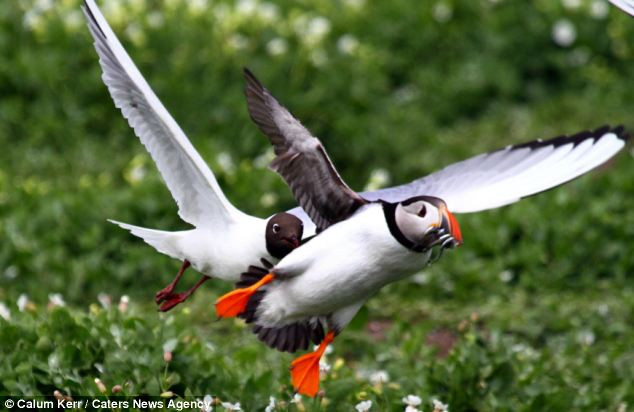 Cuối cùng, chim hải âu cổ rụt cũng chạy trốn thành công.