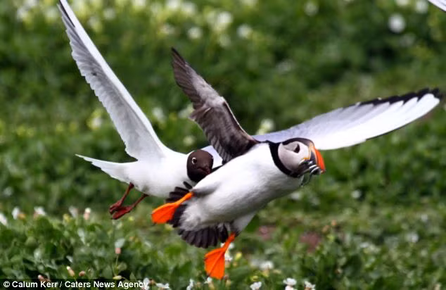 Cuối cùng, chim hải âu cổ rụt cũng chạy trốn thành công.