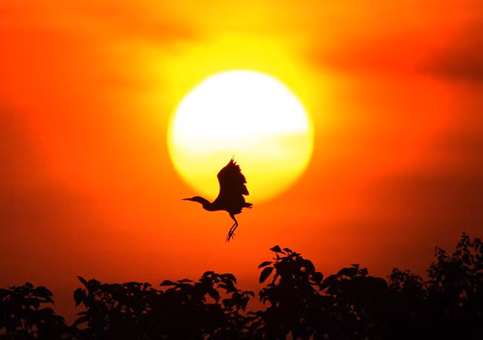 Chim diệc bạch in bóng trên Mặt trời đang lặn cạnh hồ Bà Dương ở tỉnh Giang Tây, Trung Quốc.