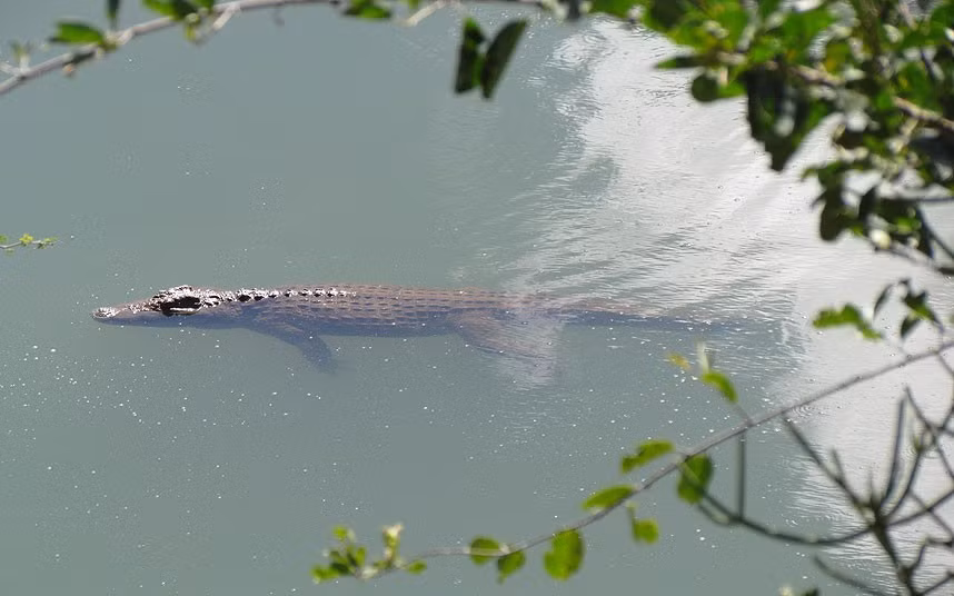 Con cá sấu được thả về môi trường tự nhiên của nó ở sông Turgwe.