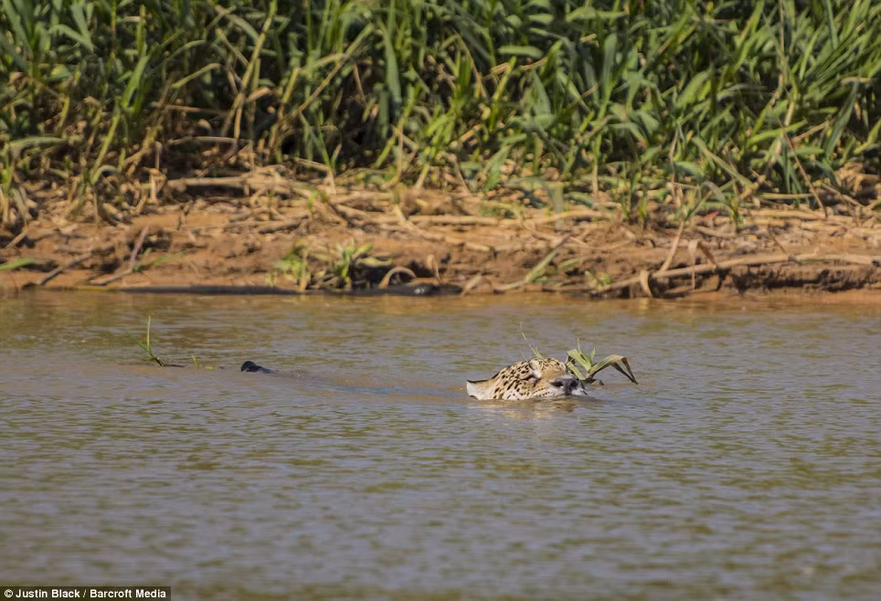 Sau khi phát hiện thấy một con cá sấu đang nằm phơi nắng trên bãi cát ở giữa sông, con báo đã quyết định bơi sang bãi cát để tấn công con mồi.