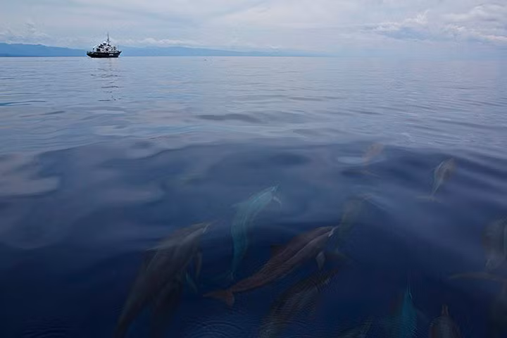 Đàn cá heo bơi cách xa một con tàu của tổ chức Hòa binh Xanh ở ngoài khơi vịnh Tanon, Philippines.
