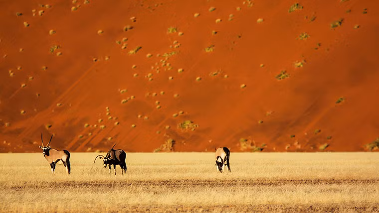 Những con linh dương châu phi kiếm ăn trên đồng cỏ tại sa mạc Namib ở Soussusvlei, Namibia.