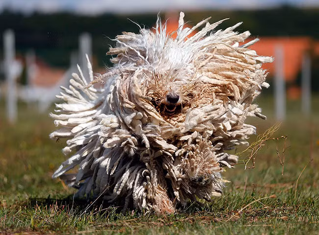 Loài chó Komondor có hình dạng kỳ dị ở Bodony, Hungary.