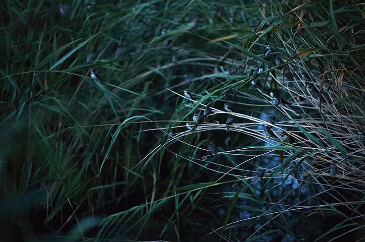 Chim nhạn đậu trên cây cỏ lúc chạng vạng trong một khu bảo tồn tư nhân ở East Sussex, Anh.