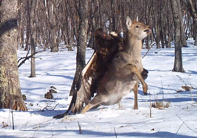 Đại bàng vàng tấn công hươu trong một khu vực bảo tồn thiên nhiên ở Lazovsky, Nga.
