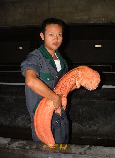 Loài kỳ nhông ở Trung Quốc có thể phát triển dài tới 1,8 m và gần như bị mù. Đây là loài động vật lưỡng cư lớn nhất trên thế giới.