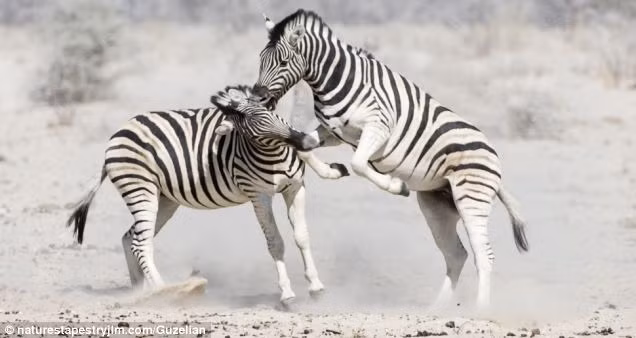 Con ngựa vằn trẻ đã chủ động lao vào tấn công ngựa vằn đầu đàn.