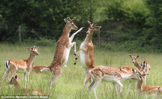 Xích mích xảy ra khi một con hươu đang nằm trên đồng cỏ bất ngờ đứng dậy tấn công một con hươu khác.