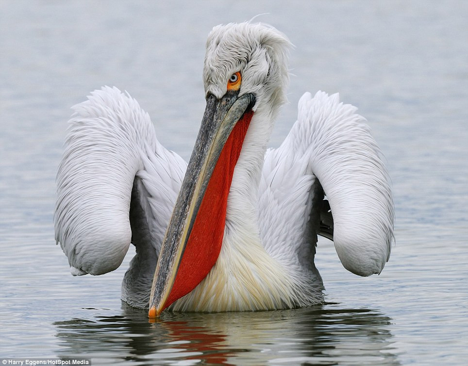Con bồ nông thắng cuộc ăn mừng chiến tích.