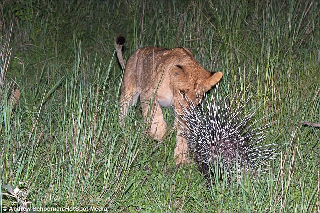 Bị làm phiền, con nhím từ từ bỏ đi...