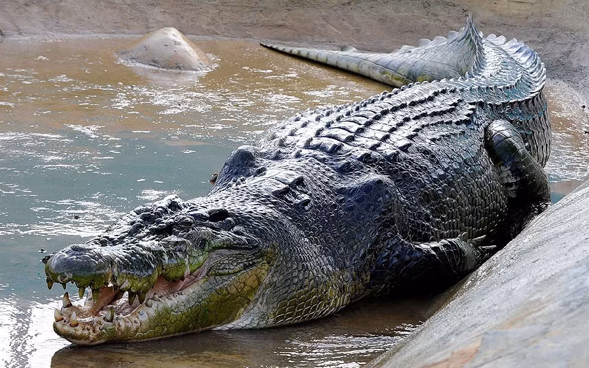Lolong, nặng 1 tấn và dài 6,4m, được cho là con cá sấu lớn nhất thế giới từ trước tới nay. Hơn 100 người mới có thể đưa nó từ sông lên bờ sau khi bắt được nó tại ở thị trấn Bunawan, Philippines.