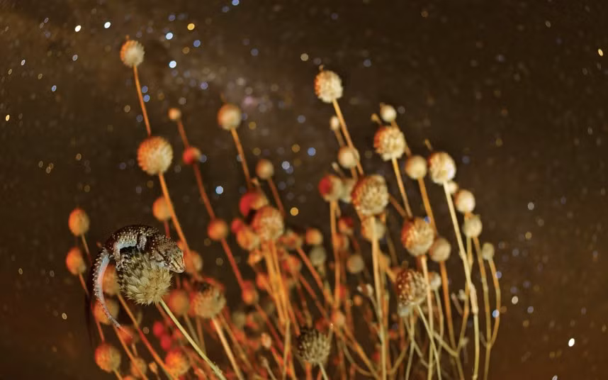 Thằn lăn nhỏ trèo lên một bông hoa trong đêm tối.