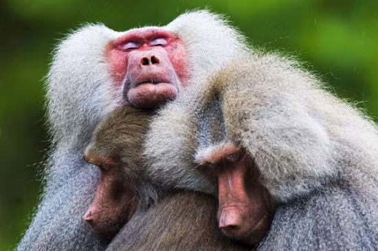 Những con khỉ đầu chó chụm đầu vào nhau trong khi ngủ tại vườn thú Emmen, Hà Lan.