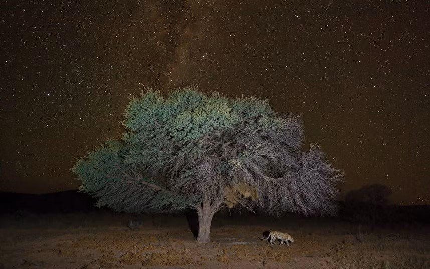 Báo đi dưới một cây to trong đêm đầy sao.