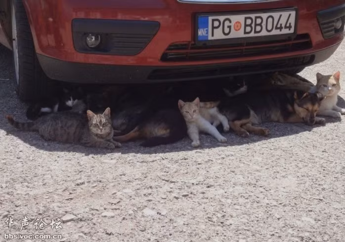 Chó, mèo tranh nhau trú nắng.