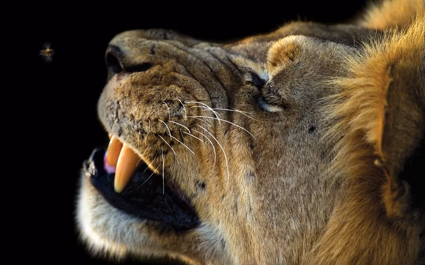 Sư tử cố gắng xua đuổi ong.