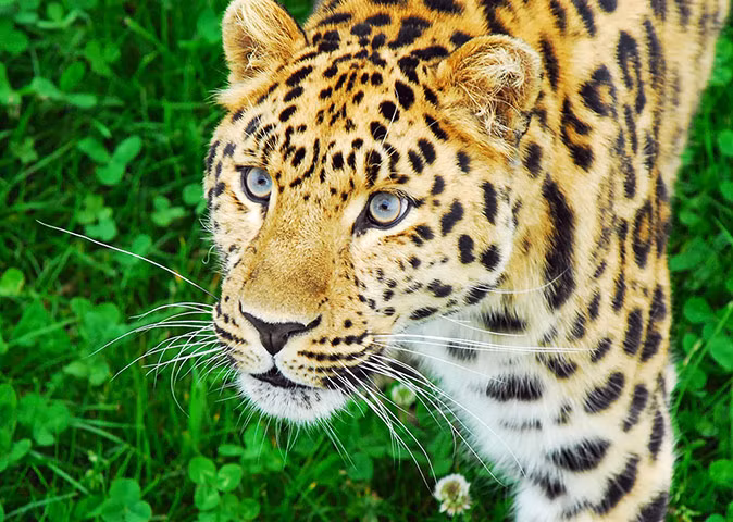 Một con báo hoa trong công viên động vật hoang dã ở Yorkshire, Anh.