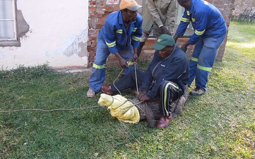 Con cá sấu được xác định đến từ sông Turgwe, cách nhà nghỉ khoảng 2 km. Loài động vật này thương xuất hiện trong các bụi rậm đặc biệt khi trời lạnh và mưa. Ông Guy nghĩ rằng con cá sấu nằm dưới giường của ông là vì ở đó rất ấm.