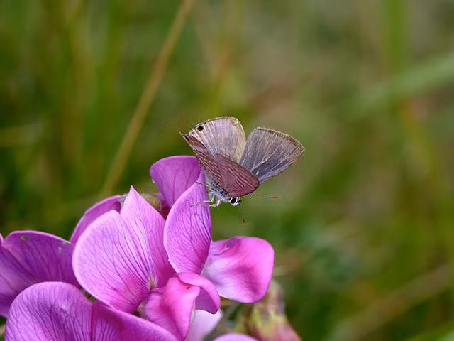 Bướm đang đẻ trứng trên hoa ở Dover, Anh.