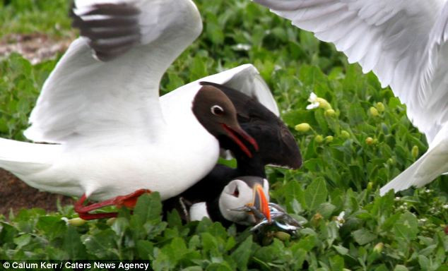 Chim hải âu cổ rụt cố gắng bảo vệ thức ăn của mình,...