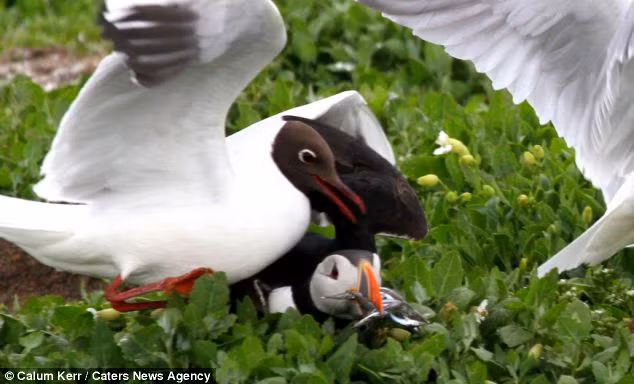 Chim hải âu cổ rụt cố gắng bảo vệ thức ăn của mình,...