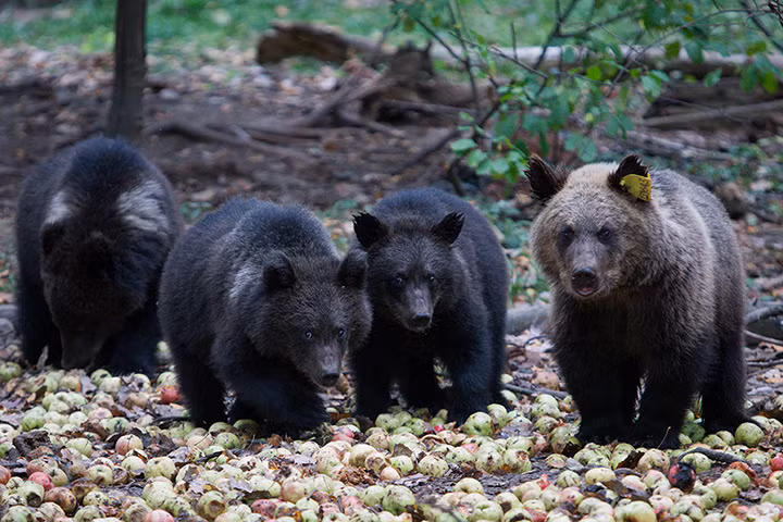 Những con gấu nhỏ được nuôi dưỡng trong trung tâm cứu hộ gấu ở Bubonitsy, Nga.