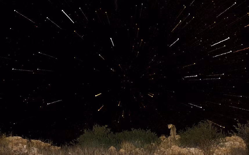 Báo đang ngôi ngắm những ngôi sao đêm.