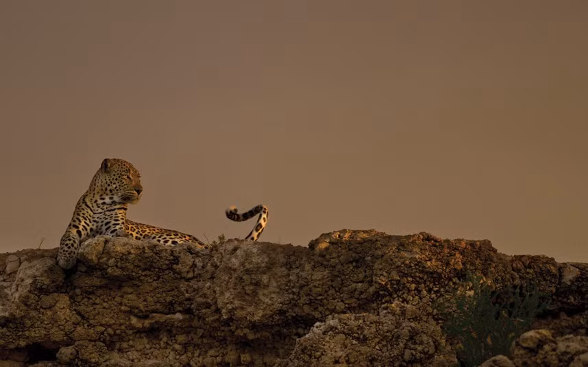 Báo gấm nằm nghỉ dưới nắng chiều tà.