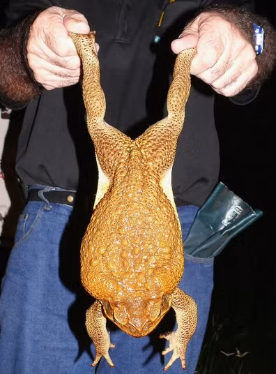 Con cóc nặng 0,8 kg và dài hơn 20 cm được bắt tại Northern Territory, Australia. Đây cũng là con cóc lớn nhất từng được phát hiện tại khu vực này.