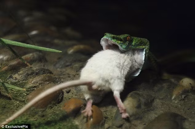 Biết không thể cứu được bạn, con chuột còn lại đã tìm nơi ẩn lấp.