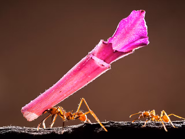 Kiến tha một mẩu lá cây to hơn nó rất nhiều. Bức ảnh giành giải thương cao tại cuộc thi ảnh ZSL Animal Photography Prize 2013.