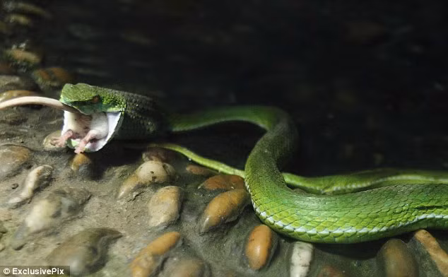 Nhưng không lâu sau đó, nó đã bị con rắn xanh thứ hai phát hiện và ăn thịt.