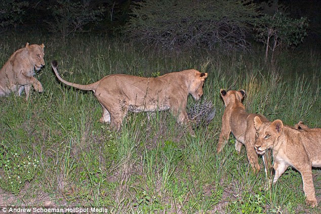 Đàn sư tử định tấn công giết chết con nhím để làm bữa tối cho chúng.