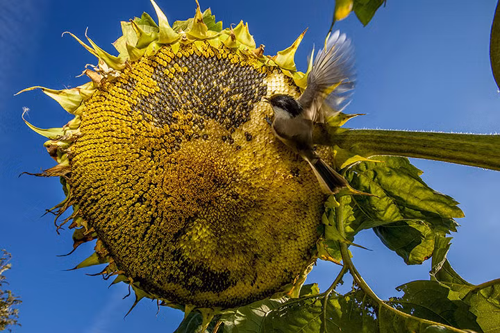 Chim sẻ ngô mổ hạt hướng dương trên cánh đồng ở ngoại ô St Petersburg, Nga.