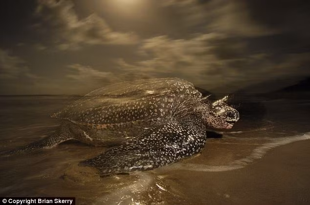 Một con rùa luýt đang bò lên bãi cãi để tìm nơi đẻ trứng dưới ánh trăng đêm ở Trinidad.