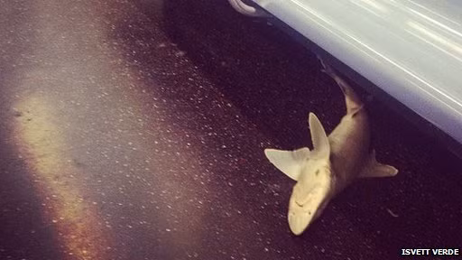 Xác một con cá mập bí ẩn trên tàu điện ngầm ở New York. Xác một con cá mập bí ẩn trên tàu điện ngầm ở New York.