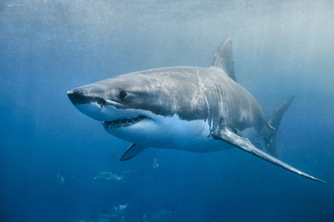 Theo Sentient Media, số vụ cá mập tấn công con người trung bình trên toàn cầu trong 5 năm gần đây nhất là 72 vụ mỗi năm, trong khi con người giết khoảng 11.000 con cá mập mỗi giờ và 100 triệu con cá mập mỗi năm.