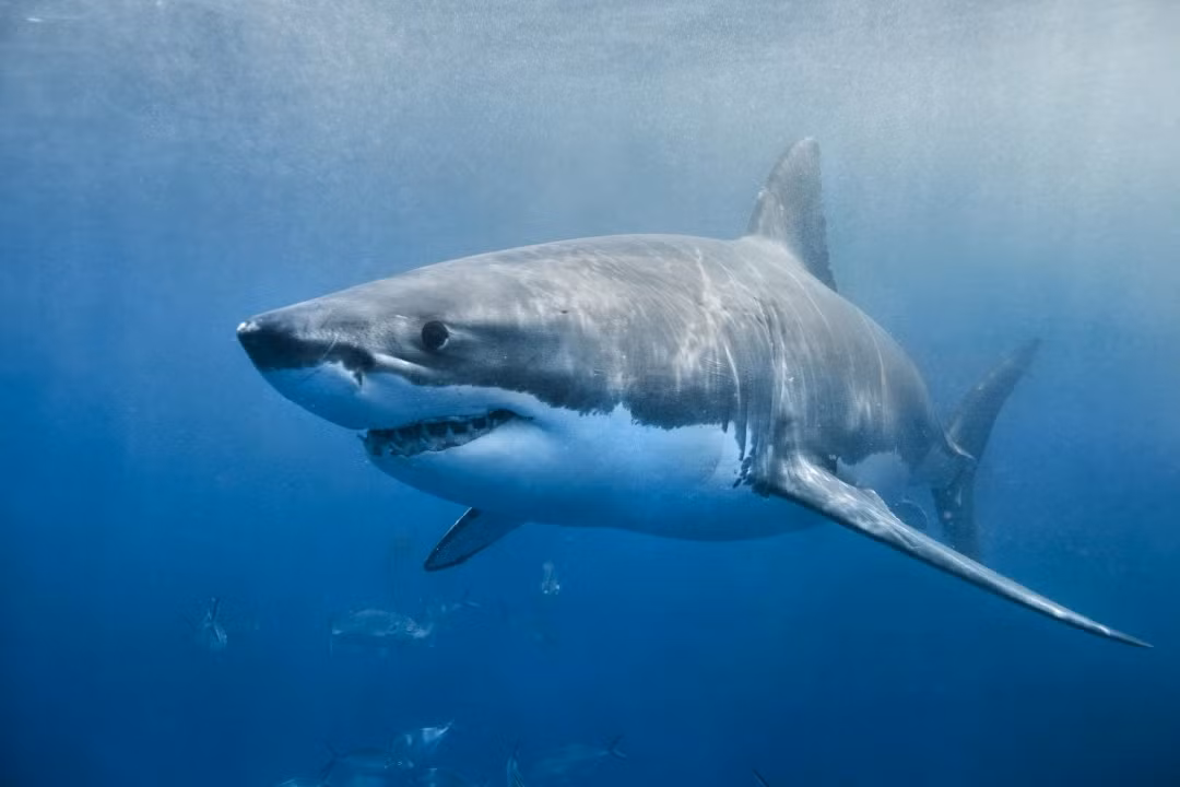 Theo Sentient Media, số vụ cá mập tấn công con người trung bình trên toàn cầu trong 5 năm gần đây nhất là 72 vụ mỗi năm, trong khi con người giết khoảng 11.000 con cá mập mỗi giờ và 100 triệu con cá mập mỗi năm.