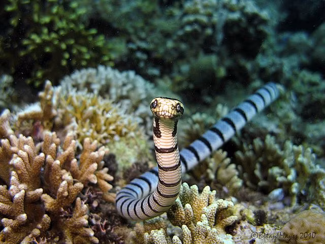  6. Rắn biển hầu như chỉ đẻ con. Hầu hết các loài rắn biển là loài đẻ con, do môi trường nước không phù hợp để trứng phát triển thành con non như trên cạn. Ảnh: Pinterest.