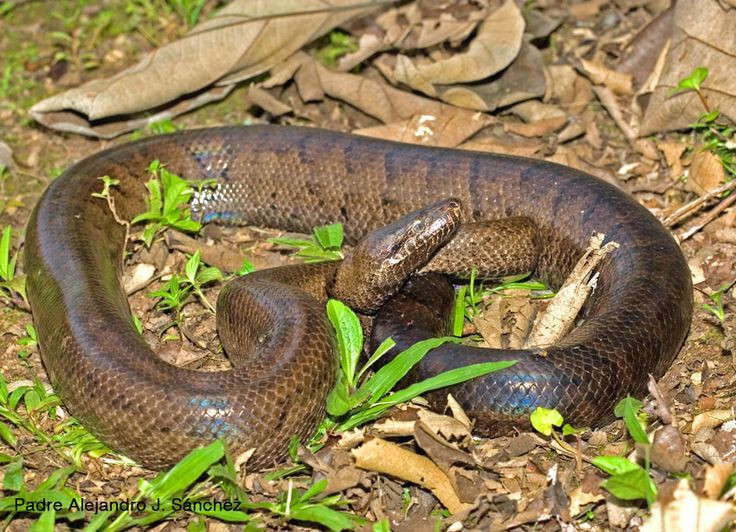  8. Nhiệt độ ảnh hưởng đến thai kỳ. Nhiệt độ môi trường ảnh hưởng lớn đến thời gian mang thai và phát triển của rắn con, với nhiệt độ ấm hơn giúp rút ngắn thời gian thai kỳ. Ảnh: Pinterest.