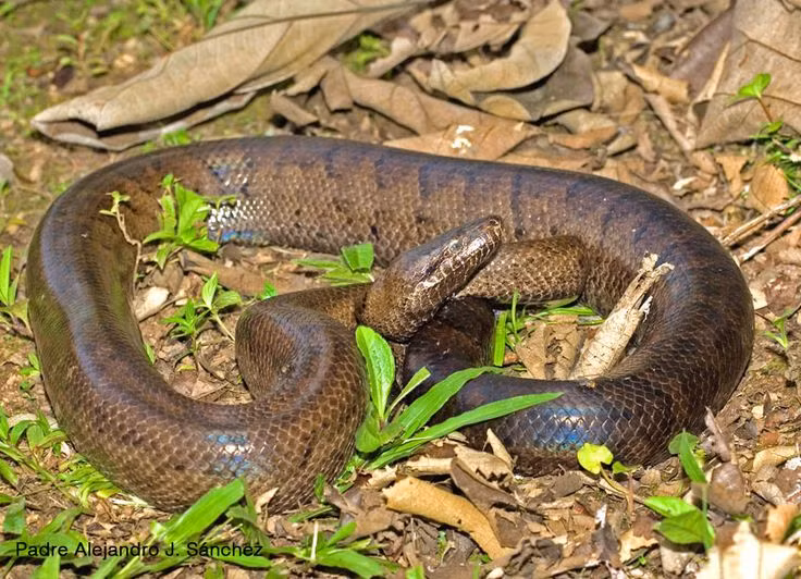  8. Nhiệt độ ảnh hưởng đến thai kỳ. Nhiệt độ môi trường ảnh hưởng lớn đến thời gian mang thai và phát triển của rắn con, với nhiệt độ ấm hơn giúp rút ngắn thời gian thai kỳ. Ảnh: Pinterest.