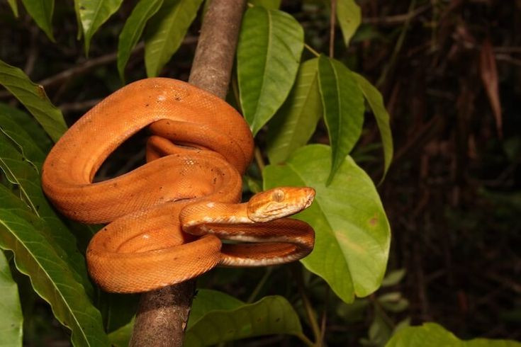  7. Thời gian mang thai. Thời gian mang thai của rắn đẻ con thường kéo dài từ 3 đến 6 tháng, phụ thuộc vào loài và điều kiện môi trường. Ảnh: Pinterest.