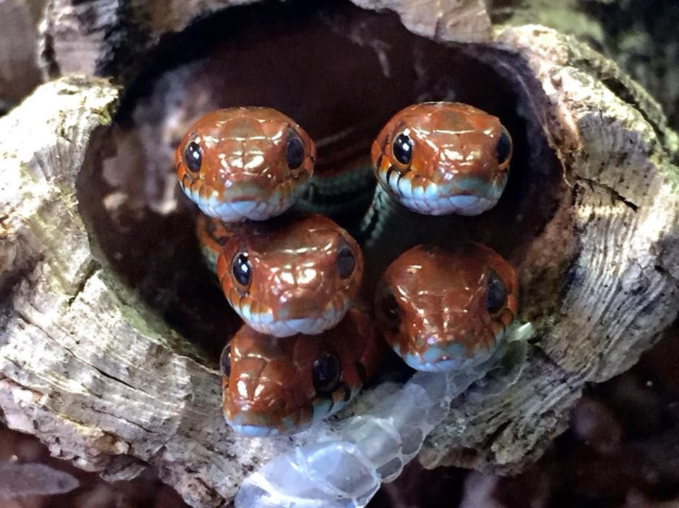  9. Số lượng con non thay đổi. Số lượng rắn con trong mỗi lứa đẻ dao động từ 2 đến hơn 50 con, tùy thuộc vào kích thước và loài của rắn mẹ. Ảnh: Pinterest.