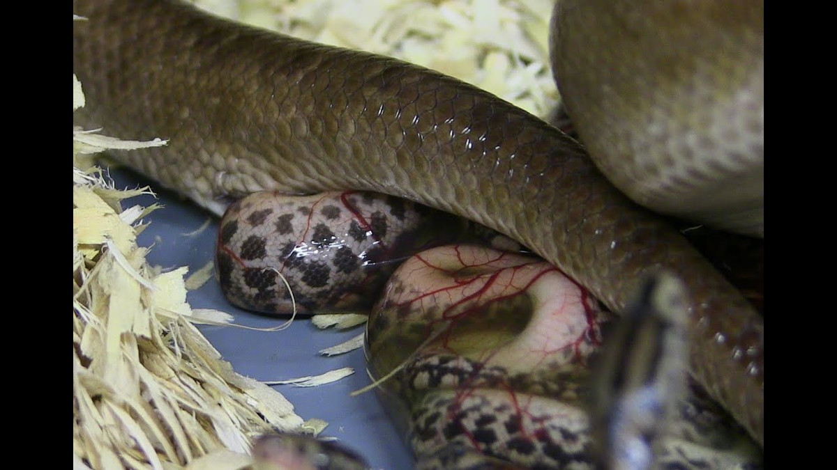  5. Rắn lục và rắn đuôi chuông là ví dụ tiêu biểu. Những loài rắn nổi tiếng như rắn lục và rắn đuôi chuông đẻ con vì chúng sống ở vùng núi cao hoặc nơi có khí hậu lạnh, không thuận lợi cho việc đẻ trứng. Ảnh: Pinterest.