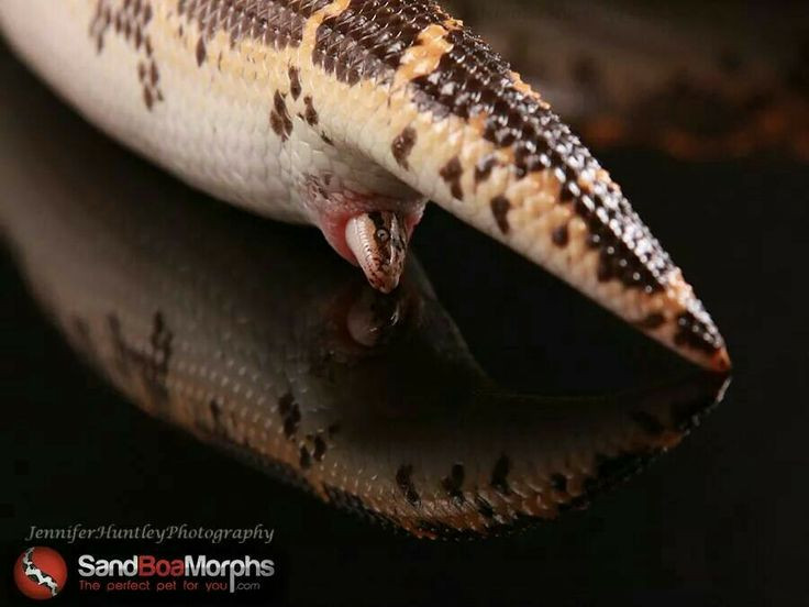  2. Trứng nở trong cơ thể mẹ. Ở loài rắn đẻ con, trứng phát triển và nở bên trong cơ thể mẹ, sau đó rắn con được sinh ra trực tiếp mà không bao giờ rời khỏi cơ thể mẹ dưới dạng trứng. Ảnh: Pinterest.