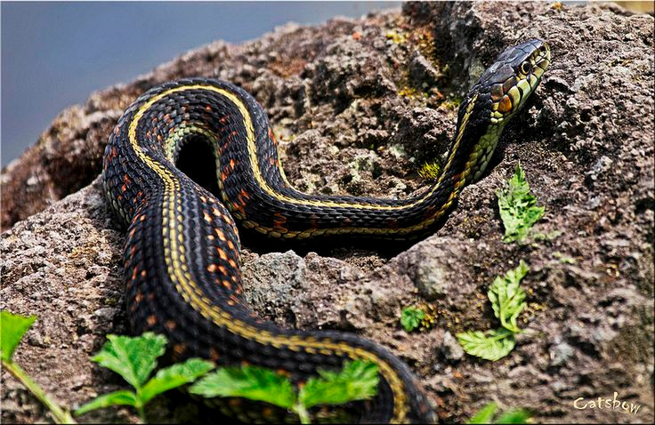  4. Đẻ con và điều kiện sống. Những loài rắn sống ở môi trường lạnh hoặc khắc nghiệt thường đẻ con. Điều này tăng cơ hội sống sót cho con non do trứng được bảo vệ bên trong cơ thể mẹ trong giai đoạn phát triển. Ảnh: Pinterest.