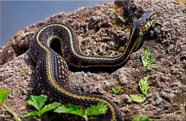  4. Đẻ con và điều kiện sống. Những loài rắn sống ở môi trường lạnh hoặc khắc nghiệt thường đẻ con. Điều này tăng cơ hội sống sót cho con non do trứng được bảo vệ bên trong cơ thể mẹ trong giai đoạn phát triển. Ảnh: Pinterest.